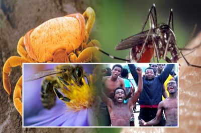 Zecken, Mücken, Bienen und Migraten - Schutz für alle